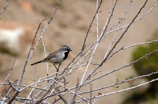 Black-throated Sparrow