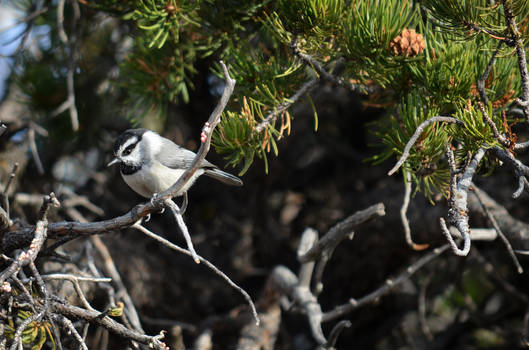 Mountain Chickadee