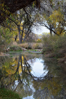 River Reflection