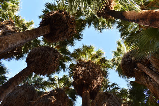 Palm Tree Oasis