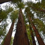 Redwood Sky View