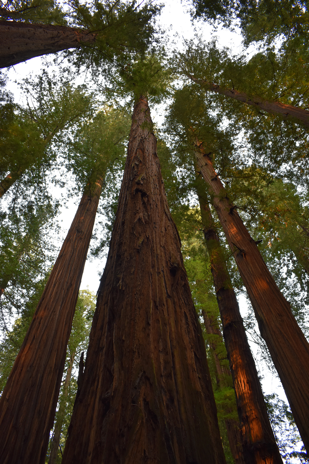 Redwood Sky View