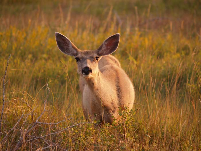 Mule Deer