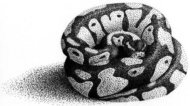 Ball Python Ink Stipple by pythonelmer on DeviantArt