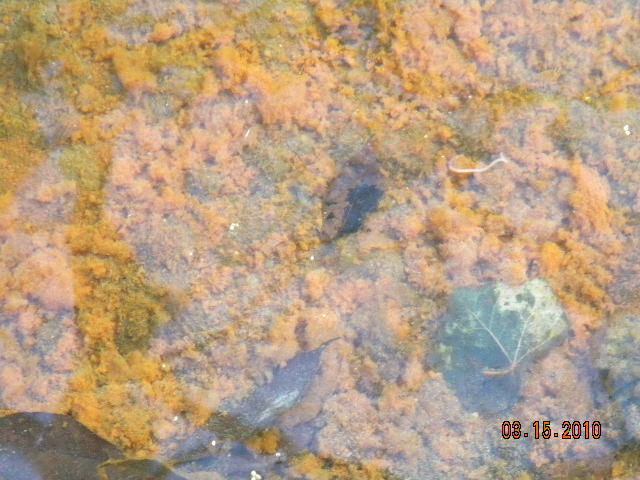 scum. by Razor-Kissed-Lips on DeviantArt