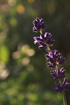 Flower in the sun