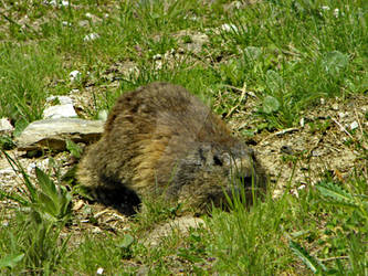 h2 marmote la Furka Pass (8)