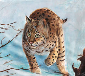 Bobcat