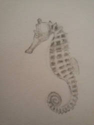 Sarah's seahorse Larry