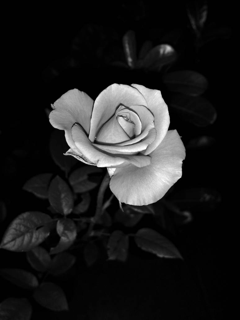 черная роза стим фото 115