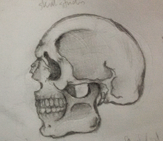 Skull ( side view )