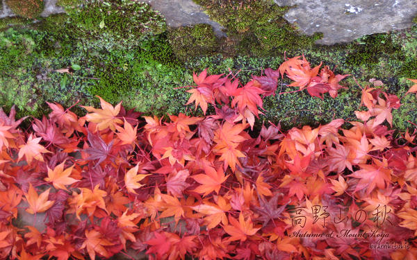 Autumn at Mount Koya