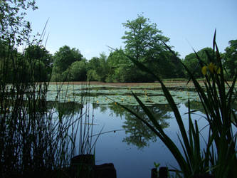 Pond at Battle Abbey