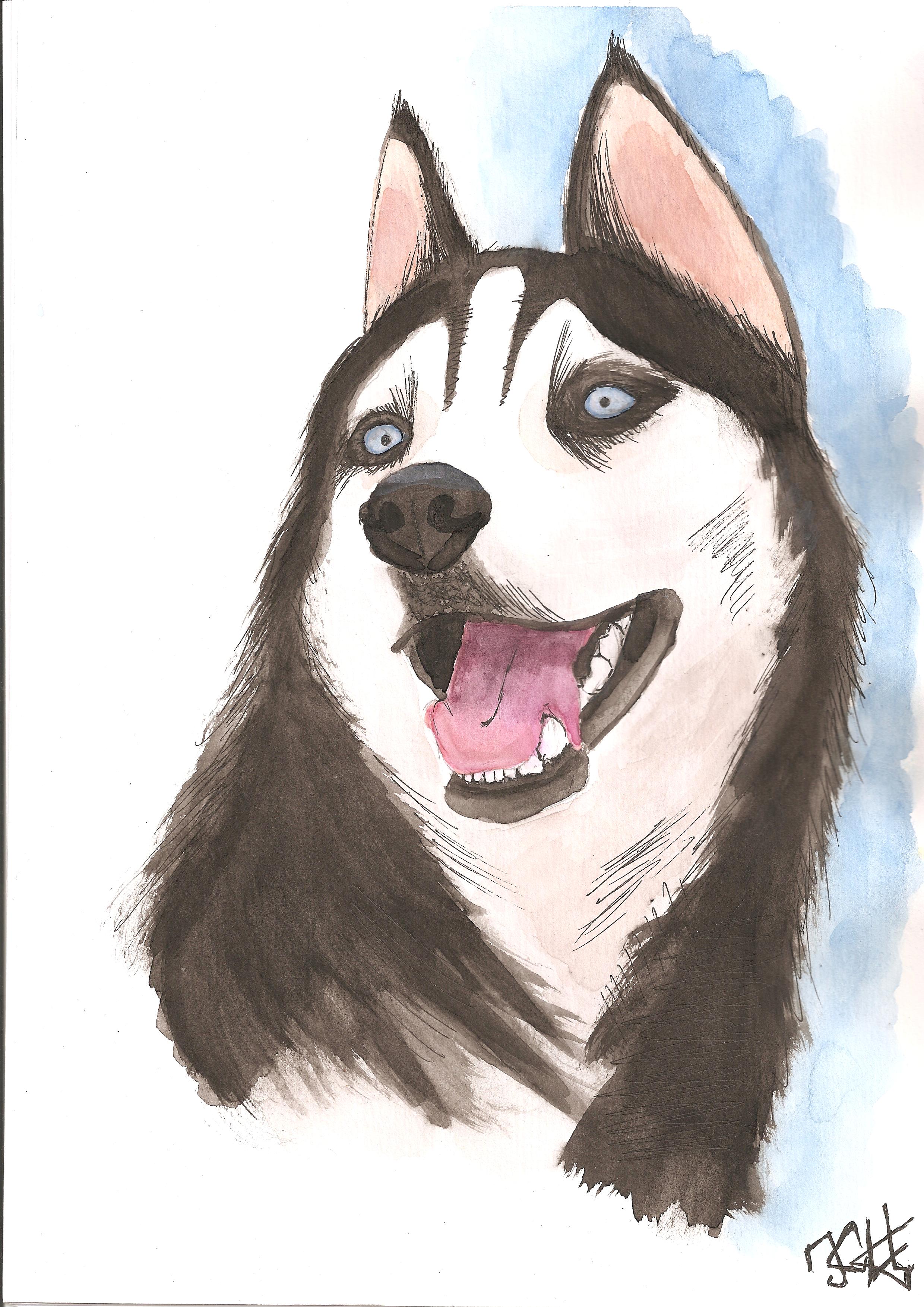 Siberian Husky