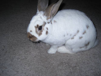 My Bunny Rabbit