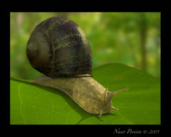 Snail