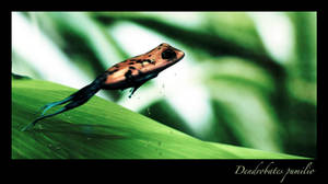 Dendrobates pumilio