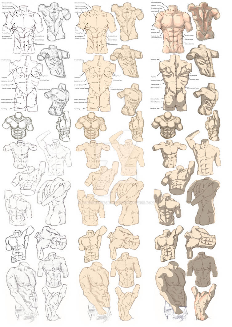 Man Figure Structure Male Figure Study Process by CourtneysConcepts on DeviantArt