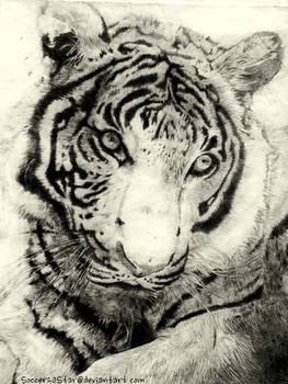 Dry Point Tiger