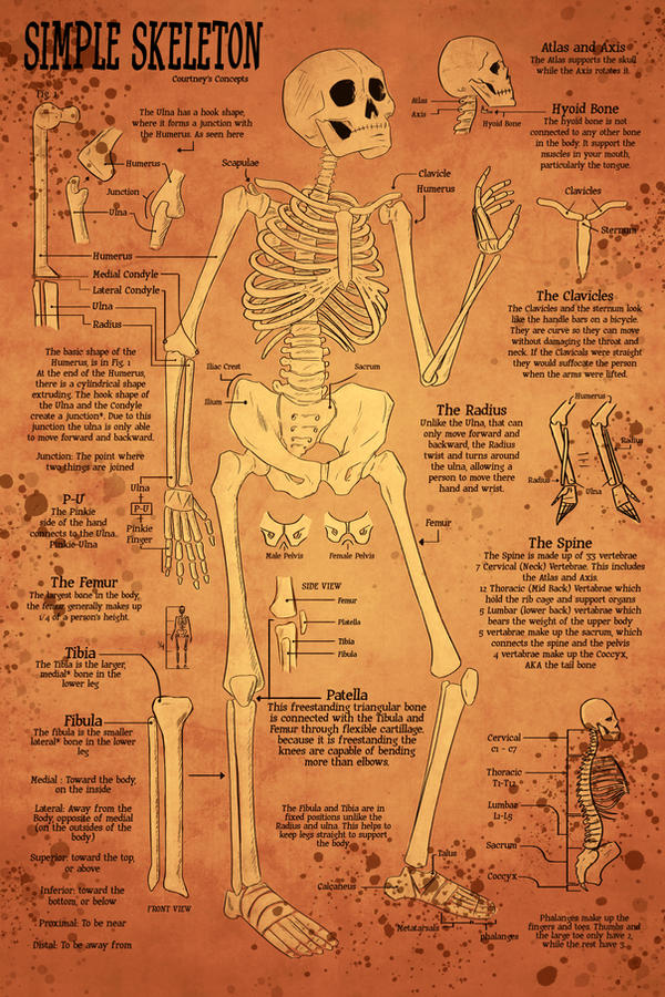 Engineering Study Skeleton Skeletal Study - Aged by CourtneysConcepts on DeviantArt