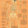 Skeletal Study