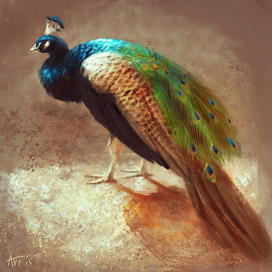 A Peacock