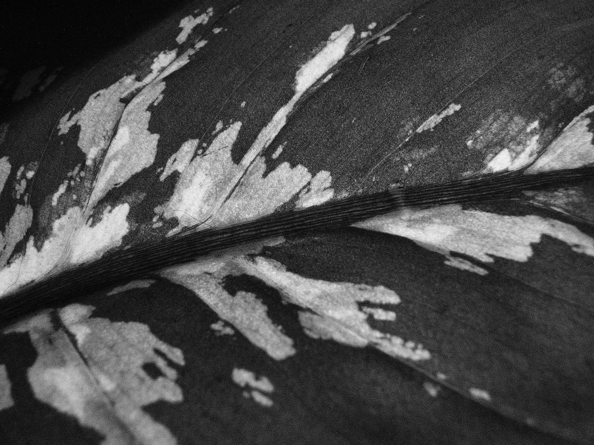 Diffenbachia plant macro