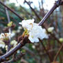 Flowers all in white