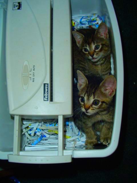 Shredder Kittens