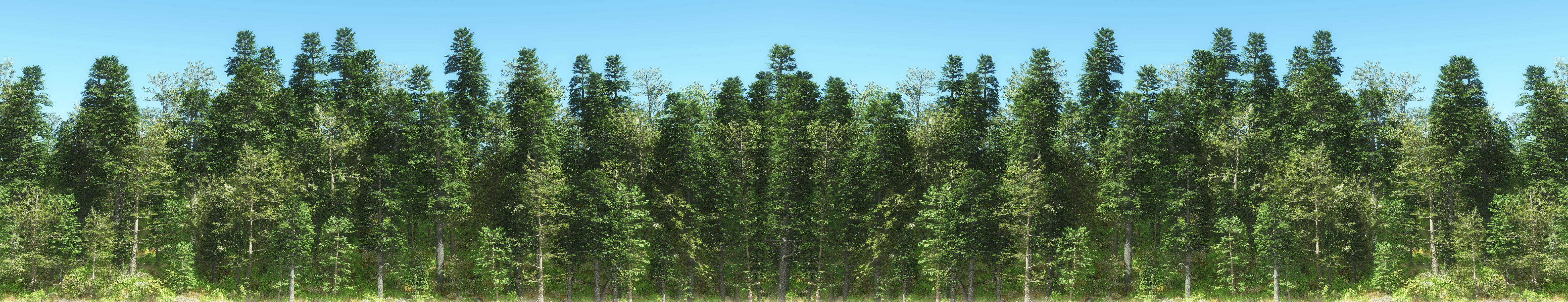 Forest Background by jbjdesigns on DeviantArt