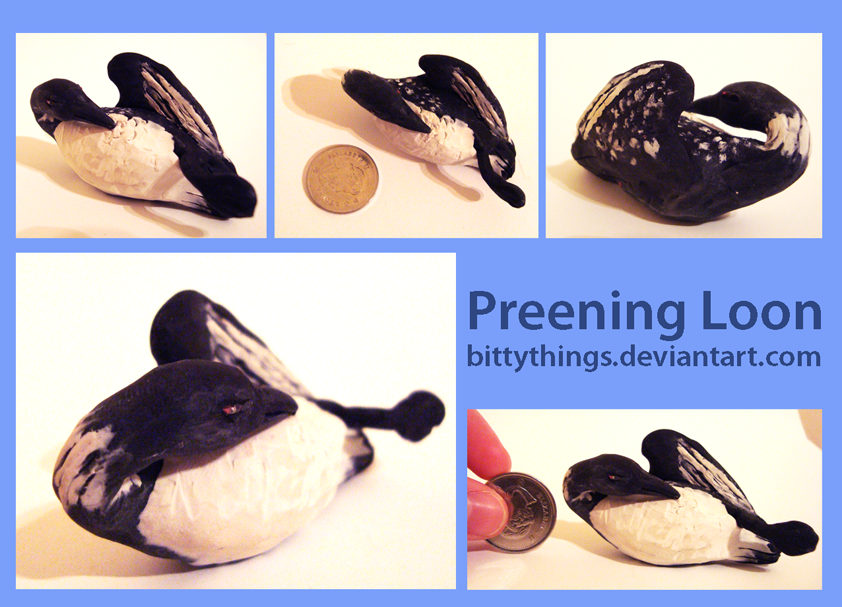 Preening Loon - GIFT