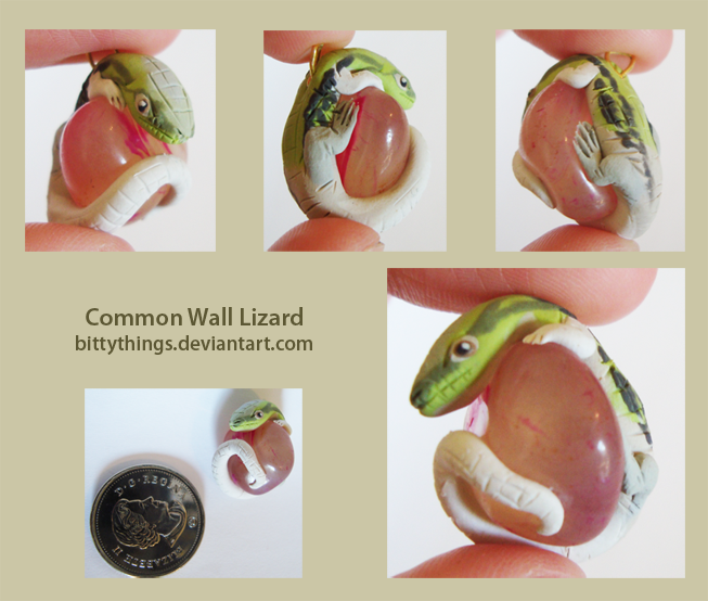 Common Wall Lizard - SOLD