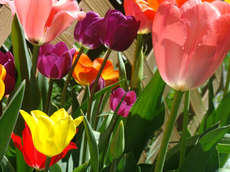 Spring Tulips 1
