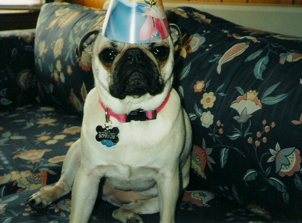 Birthday Pug