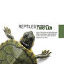 Turtle Catalog Cover
