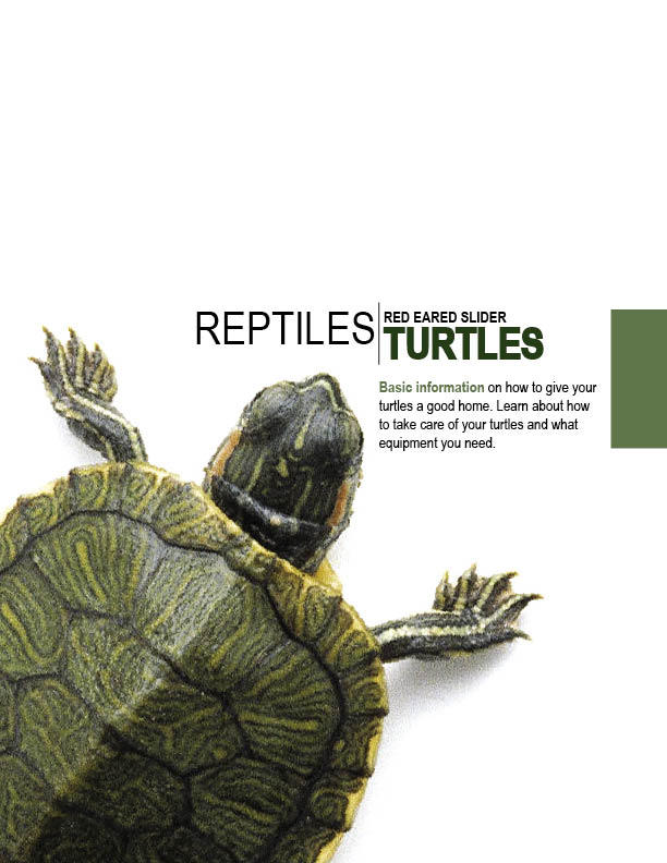 Turtle Catalog Cover by GrizzlyArt27 on DeviantArt