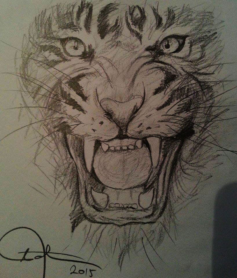 Tiger roaring drawing