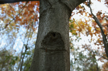 Knothole Attacks