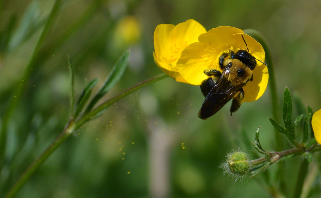 Spring Pollen South Spring pollen by Yonaka-Photography on DeviantArt