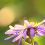 Aster