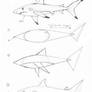 Draw a Basic Shark