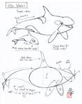 Draw a Killer Whale