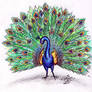 Draw a Peacock colored
