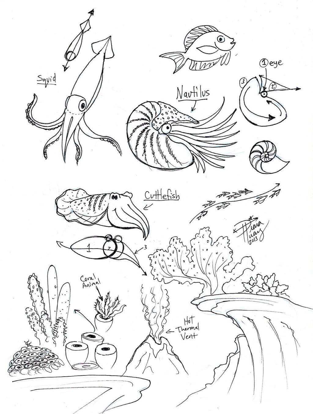 Draw Squid Nautilus Cuttlefish by Diana-Huang on DeviantArt