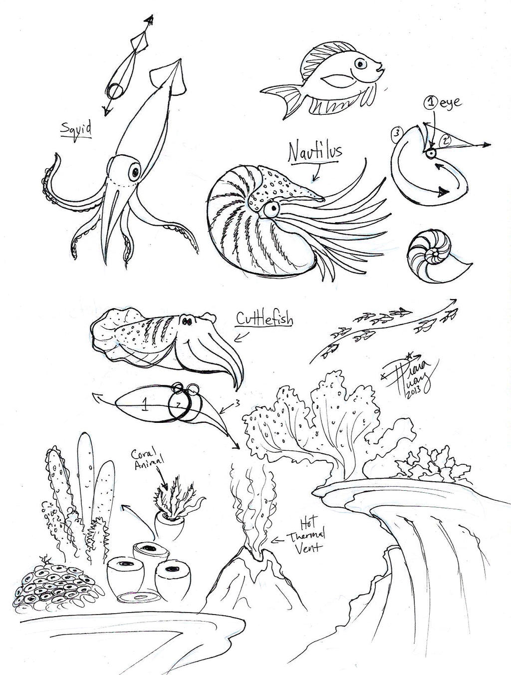 Draw Squid Nautilus Cuttlefish by Diana-Huang on DeviantArt Draw Squid Nautilus Cuttlefish by Diana-Huang on DeviantArt