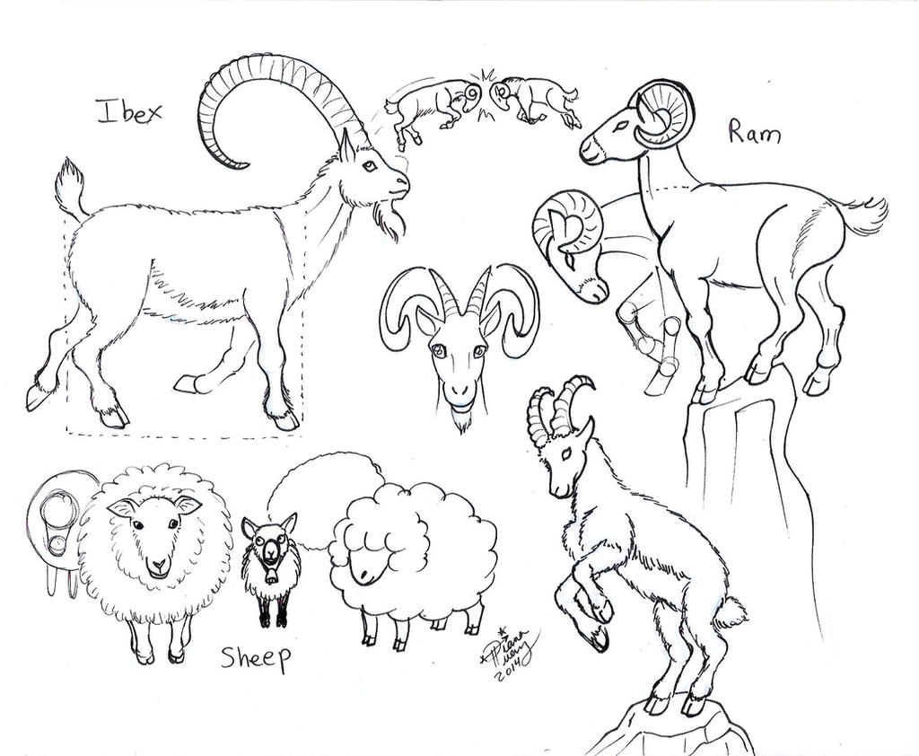 Draw Ram Ibex Sheep Goat