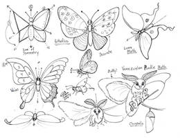 Draw Butterflies and Moths revision