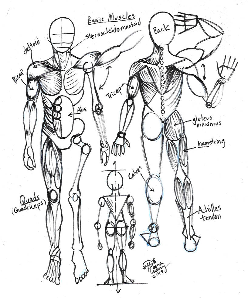 Draw Basic Muscles for Artists by Diana-Huang on DeviantArt