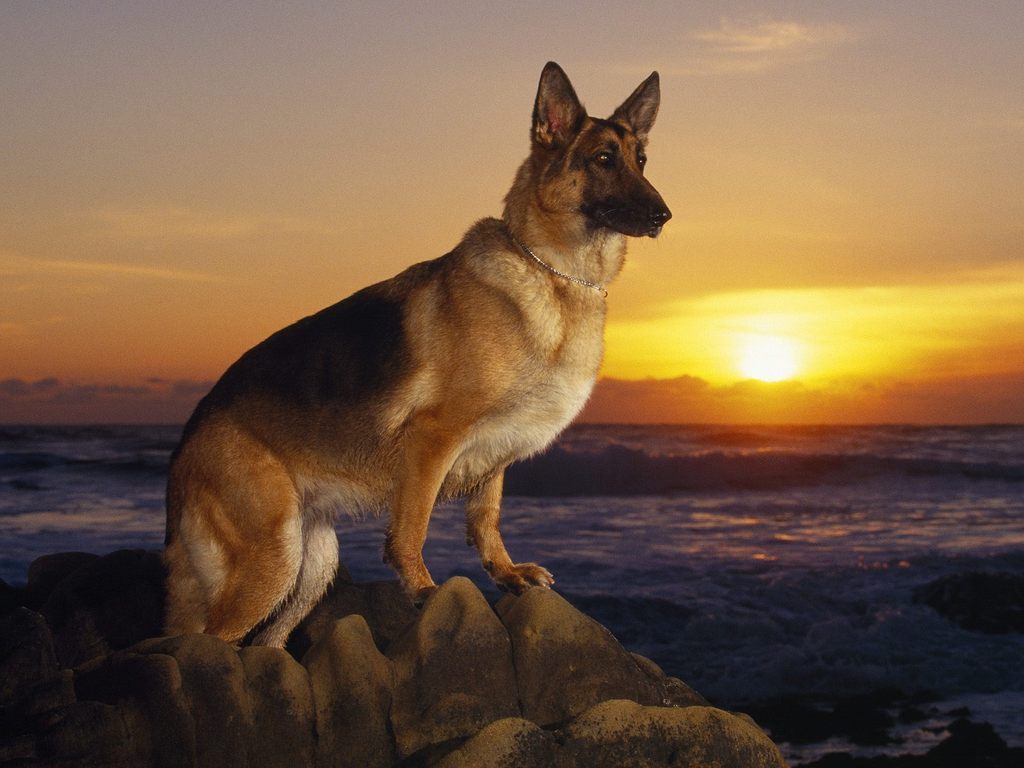 German shepard