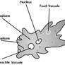 Labeled Amoeba Diagram